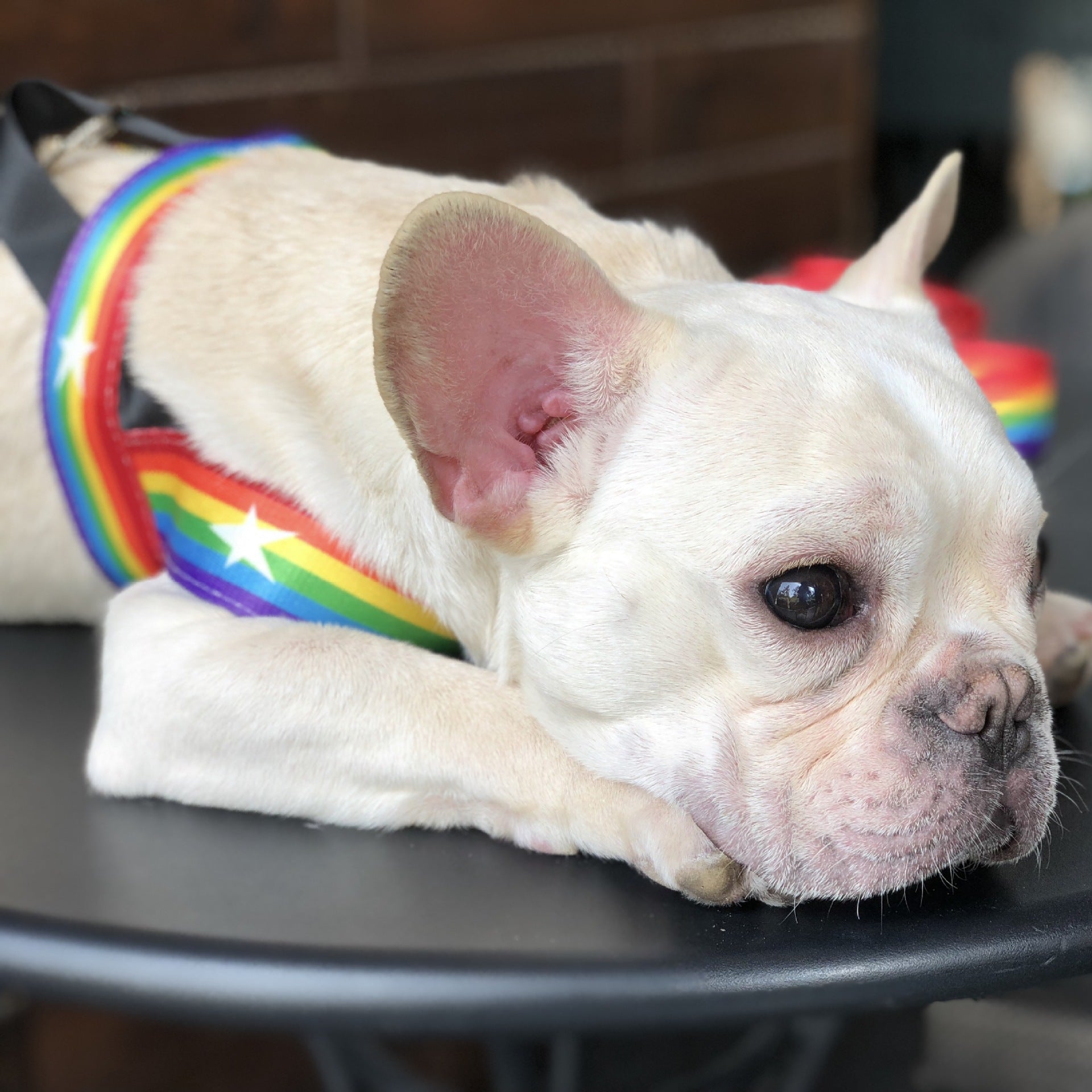 Rainbow Dog Chain Leash For Stylish Outdoor Walks