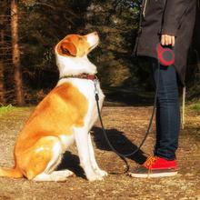 Automatic Telescopic Dog Leash For Easy Walking Control