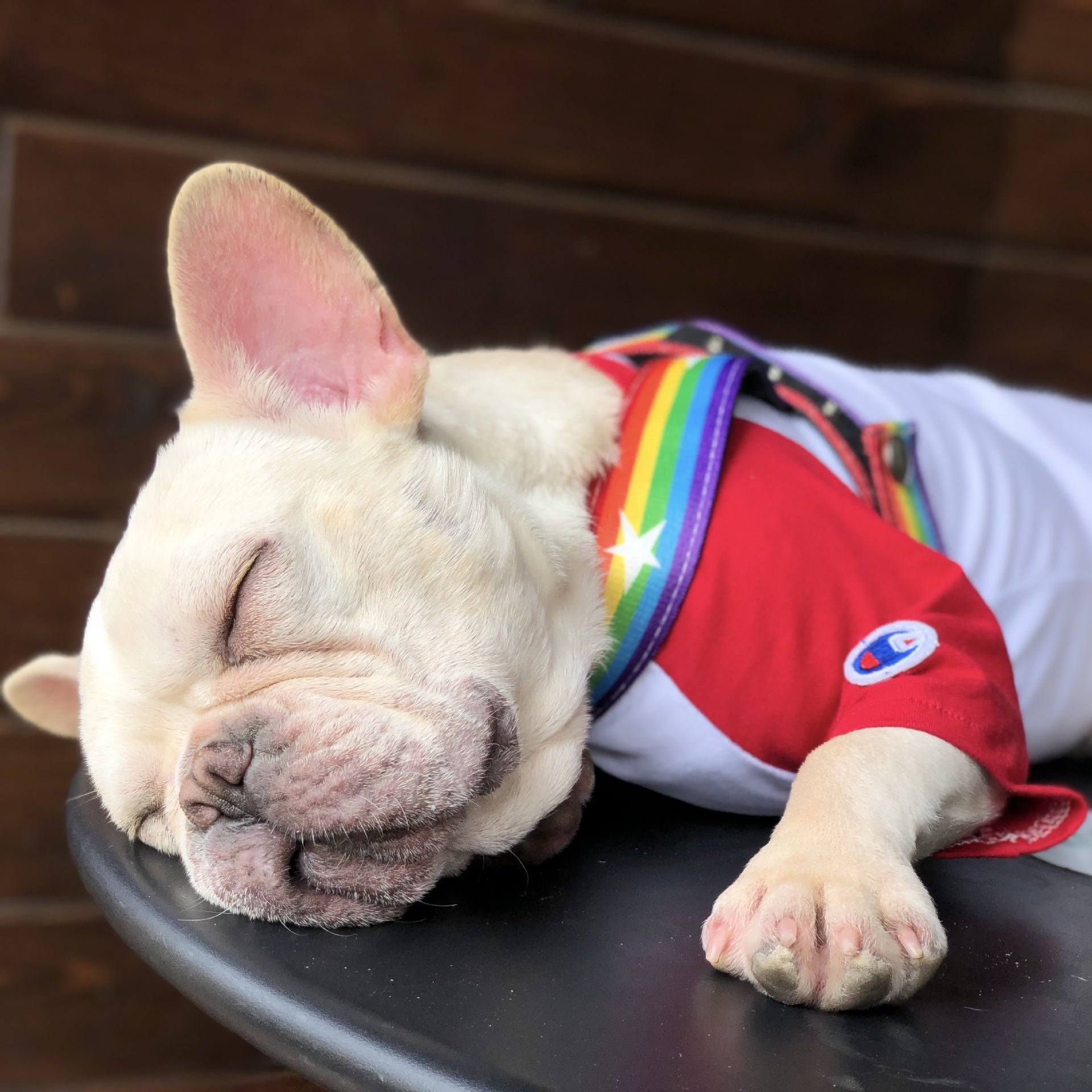 Rainbow Dog Chain Leash For Stylish Outdoor Walks